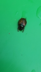 Phyllopertha horticola