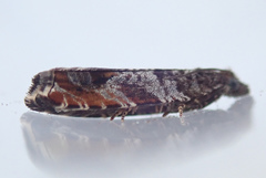 Ancylis achatana