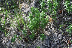 Galium boreale