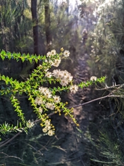 Acacia hubbardiana