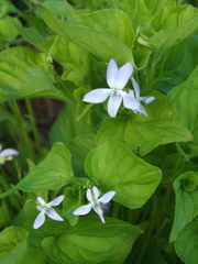 Viola acuminata