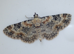 Eupithecia pulchellata