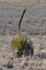 Aloe broomii