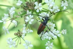 Stenurella melanura