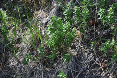 Galium boreale