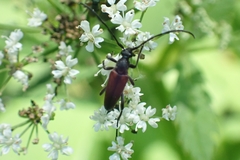 Stenurella melanura