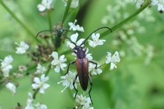 Stenurella melanura