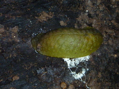 Athoracophorus papillatus