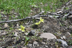 Papaver angustifolium