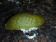 Athoracophorus papillatus