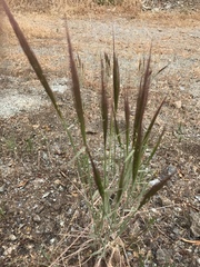 Elymus multisetus