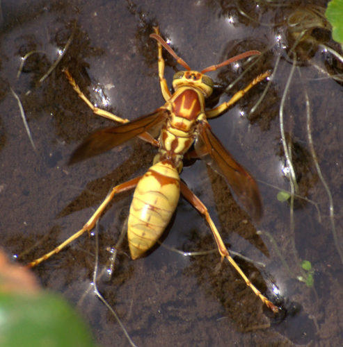Golden Paper Wasp