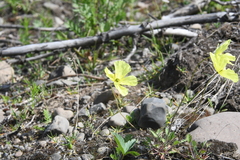 Papaver angustifolium