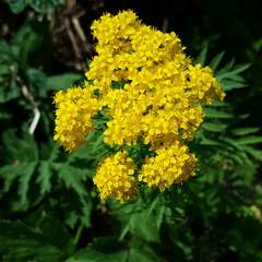 Descurainia tanacetifolia