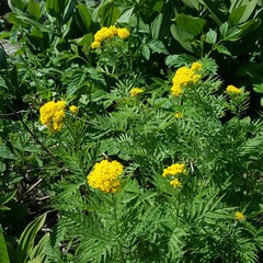 Descurainia tanacetifolia