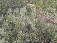 Lavandula stoechas luisieri