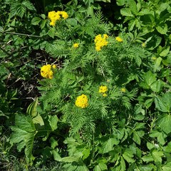 Descurainia tanacetifolia