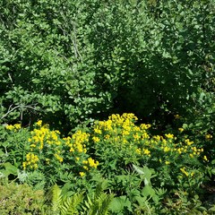 Descurainia tanacetifolia