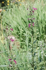 Salvia pentstemonoides