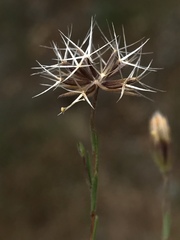 Rigiopappus leptocladus