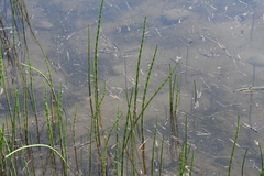 Equisetum fluviatile