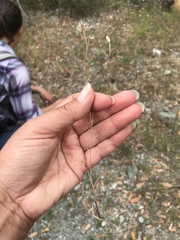 Rigiopappus leptocladus