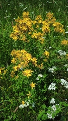 Hypericum perforatum