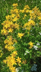 Hypericum perforatum