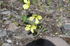 Papaver angustifolium