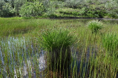 Carex nigra juncea