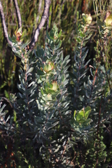Leucadendron daphnoides