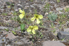 Papaver angustifolium
