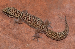 Pachydactylus affinis