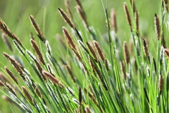 Carex nigra juncea