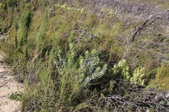 Leucadendron daphnoides