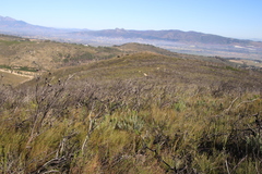 Leucadendron daphnoides