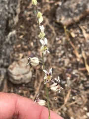 Streptanthus glandulosus secundus