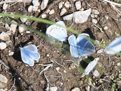 Polyommatus icarus