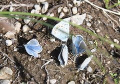 Polyommatus icarus