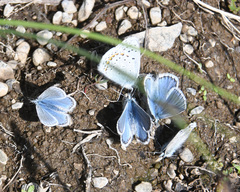 Polyommatus icarus