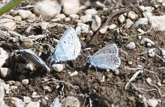 Polyommatus icarus