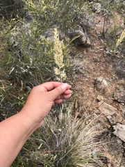 Calamagrostis ophitidis