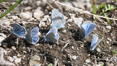 Polyommatus icarus