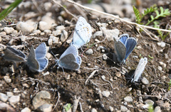Polyommatus icarus