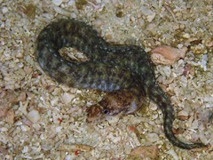 Gymnothorax chilospilus