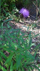 Cheirolophus sempervirens