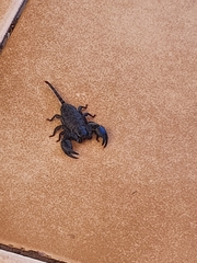 Opisthacanthus validus