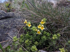 Euphrasia nankotaizanensis