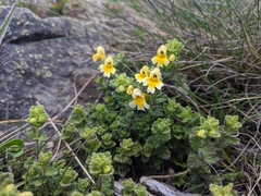 Euphrasia nankotaizanensis