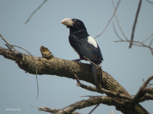 Black-breasted Barbet